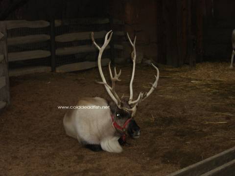 real santa and rudolph sightings